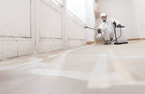 Black mold remediation team in Lake Worth